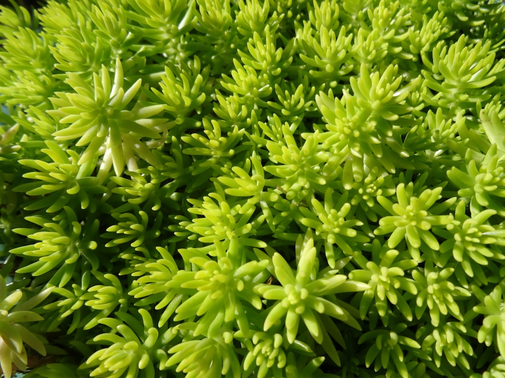 a close up of a bunch of green plants