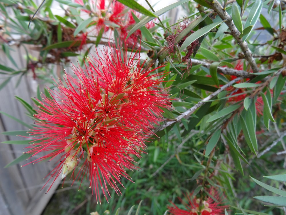 a close up of a red flower on a tree