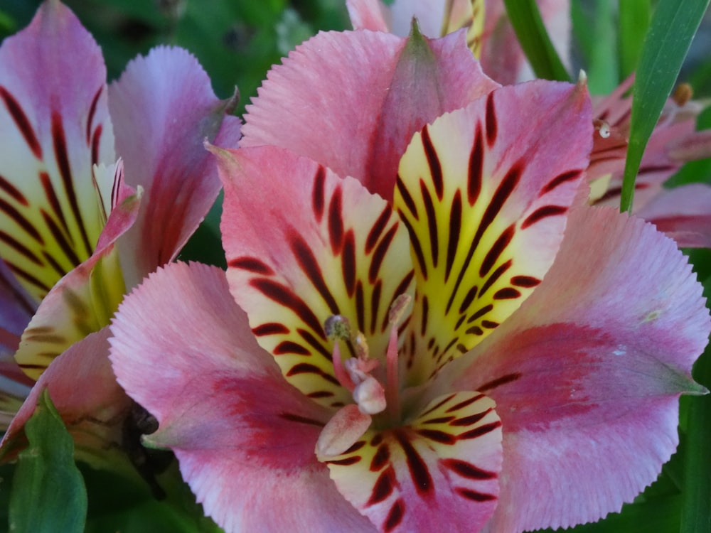 a close up of a pink and yellow flower