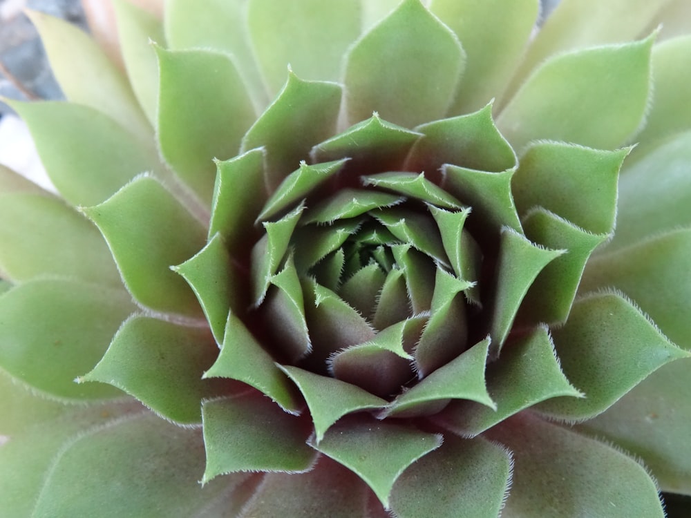 a close up of a green plant with leaves