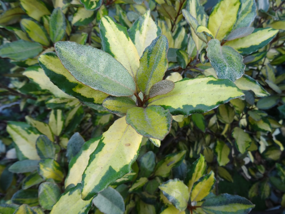 a close up of a plant with green leaves