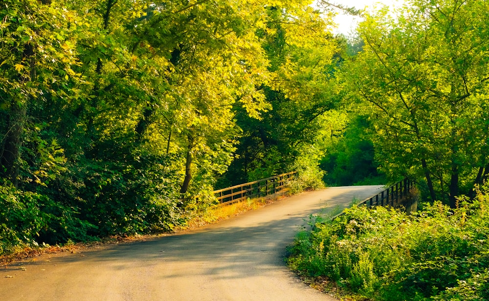 a dirt road surrounded by lush green trees