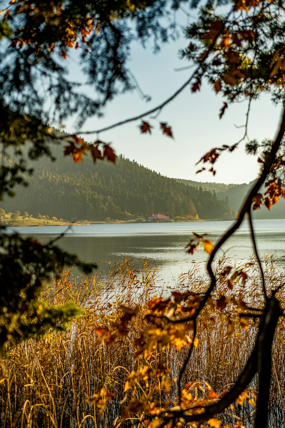 a body of water surrounded by trees and grass