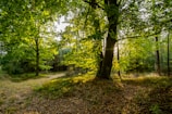 A tranquil forest with sunlight filtering through green leaves.