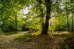 A tranquil forest with sunlight filtering through green leaves.