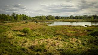 A serene wetland landscape with a lightweight, airy structure blending seamlessly into the natural surroundings under a soft, cloudy sky.