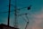 Silhouettes of power lines and poles against a dusk sky with a gradient of blue and pink hues. The image captures the intricate network of wires and the structure of a transmission tower.