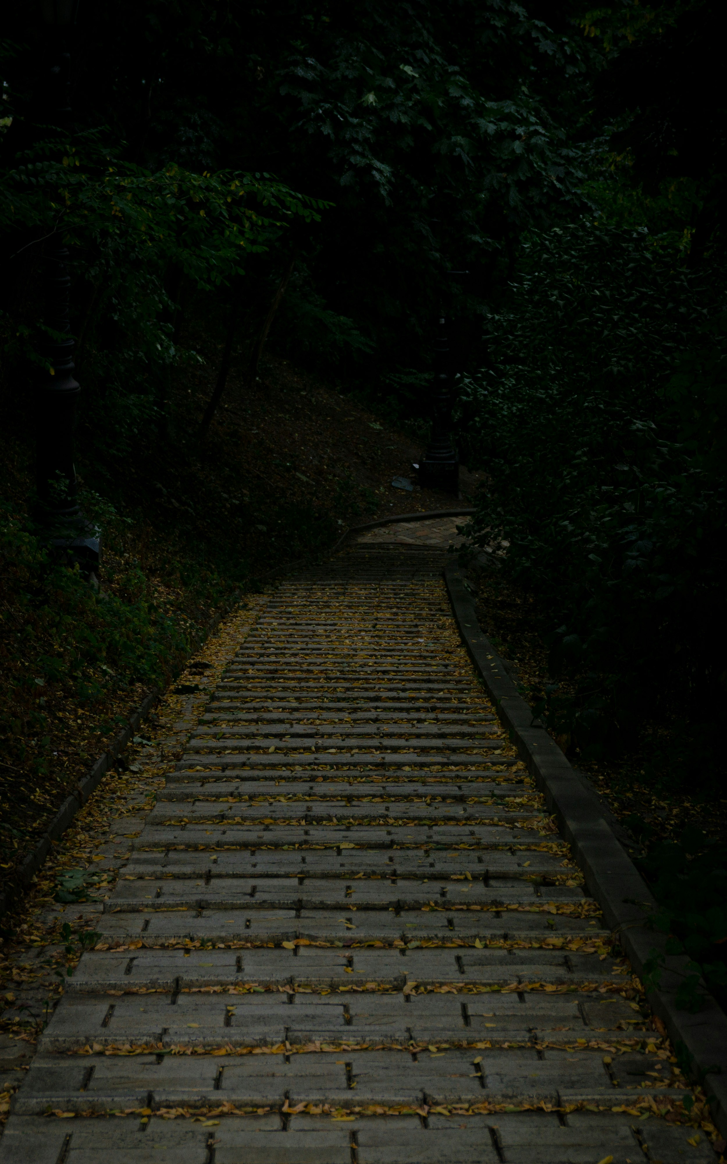 a stone path in the middle of a forest