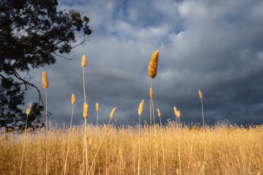 a field full of tall dry grass under a cloudy sky