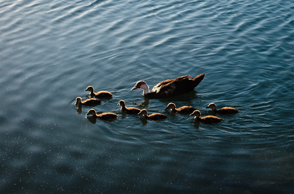 a mother duck with her ducklings in the water