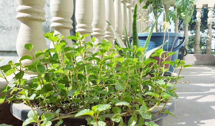Fresh start of a new day at my little balcony garden.