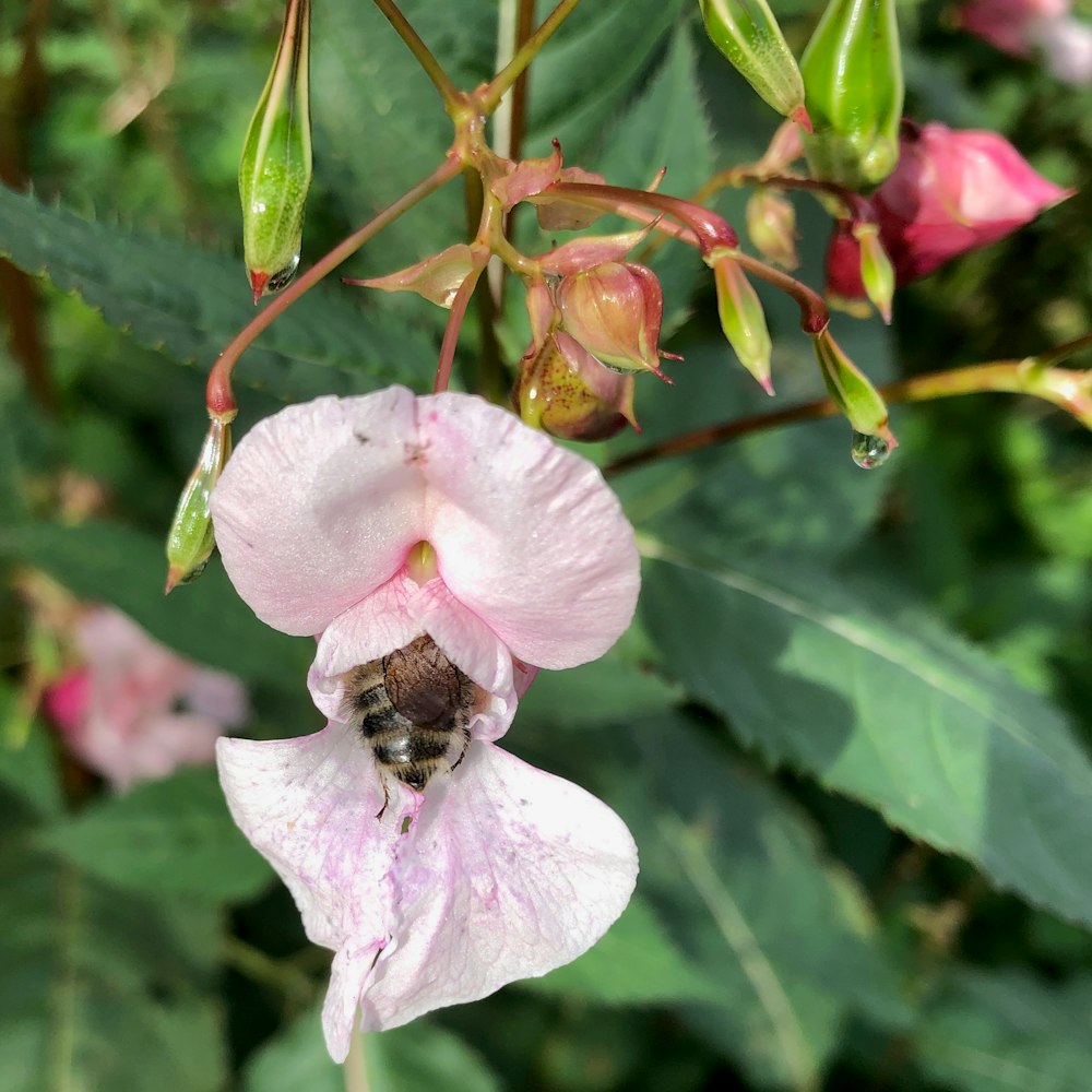 a pink flower with a bee on it