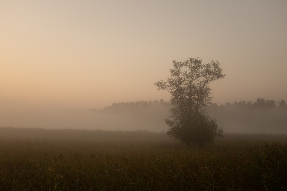 a foggy field with a lone tree in the distance