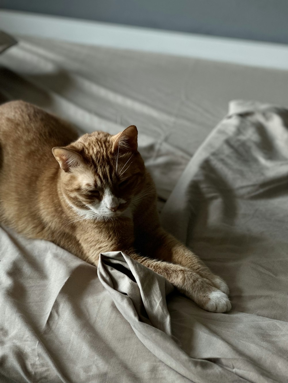 an orange and white cat laying on a bed