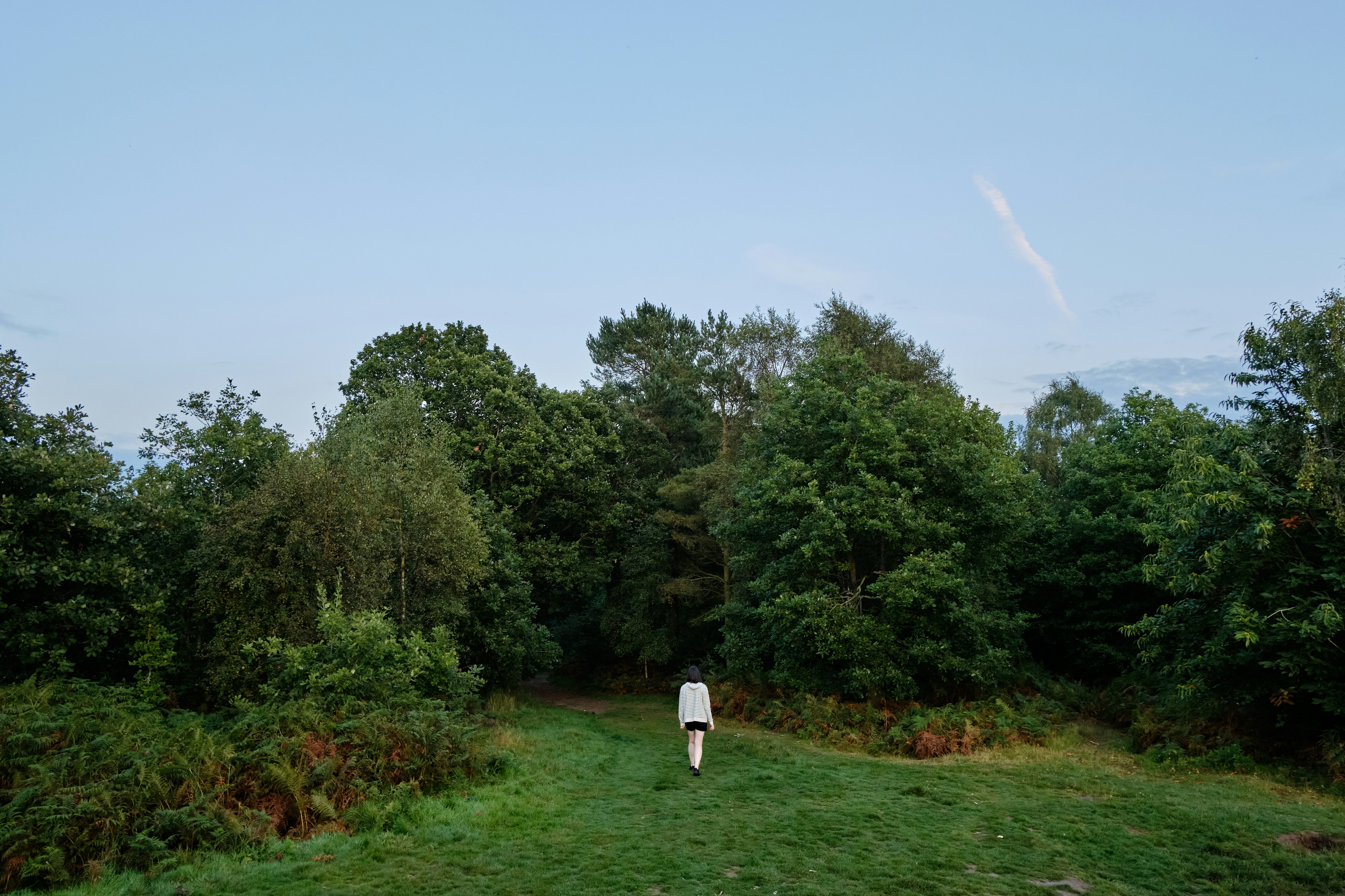 a person walking through a lush green forest