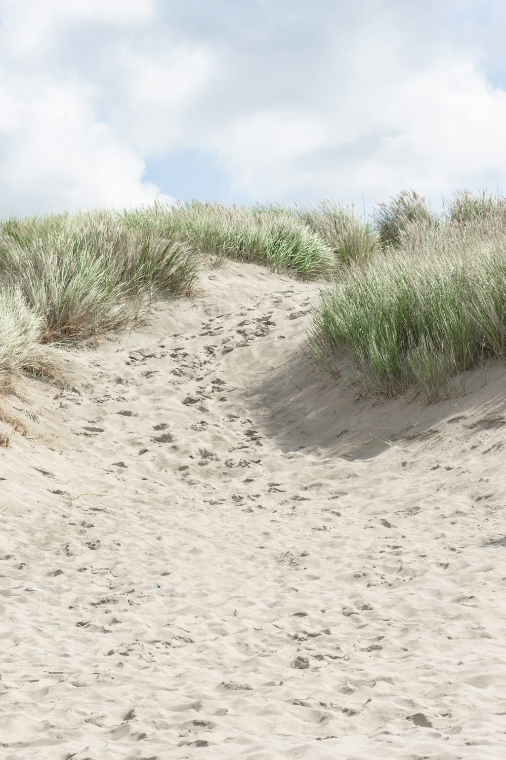 a sandy beach with grass and sand dunes