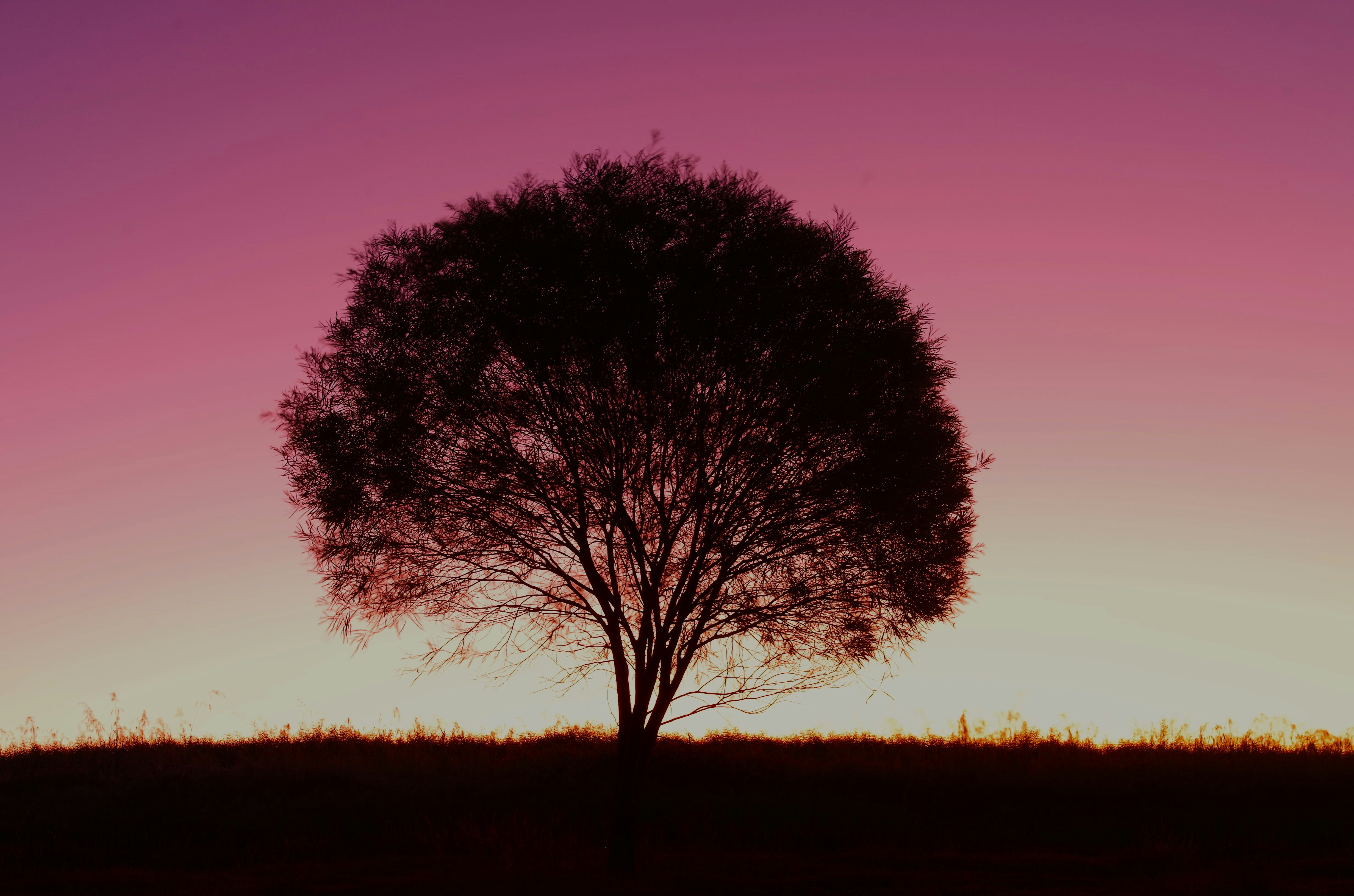 a silhouette of a tree against a purple sky