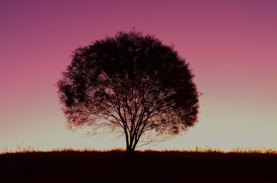 a silhouette of a tree against a purple sky