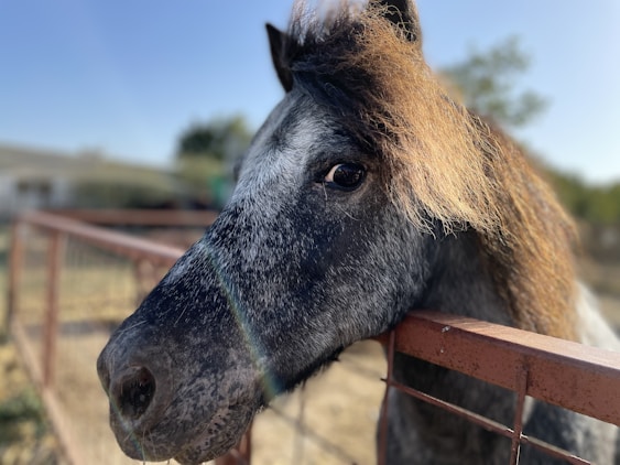A friendly pony with a colorful saddle standing near a rustic wooden fence on a sunny day.