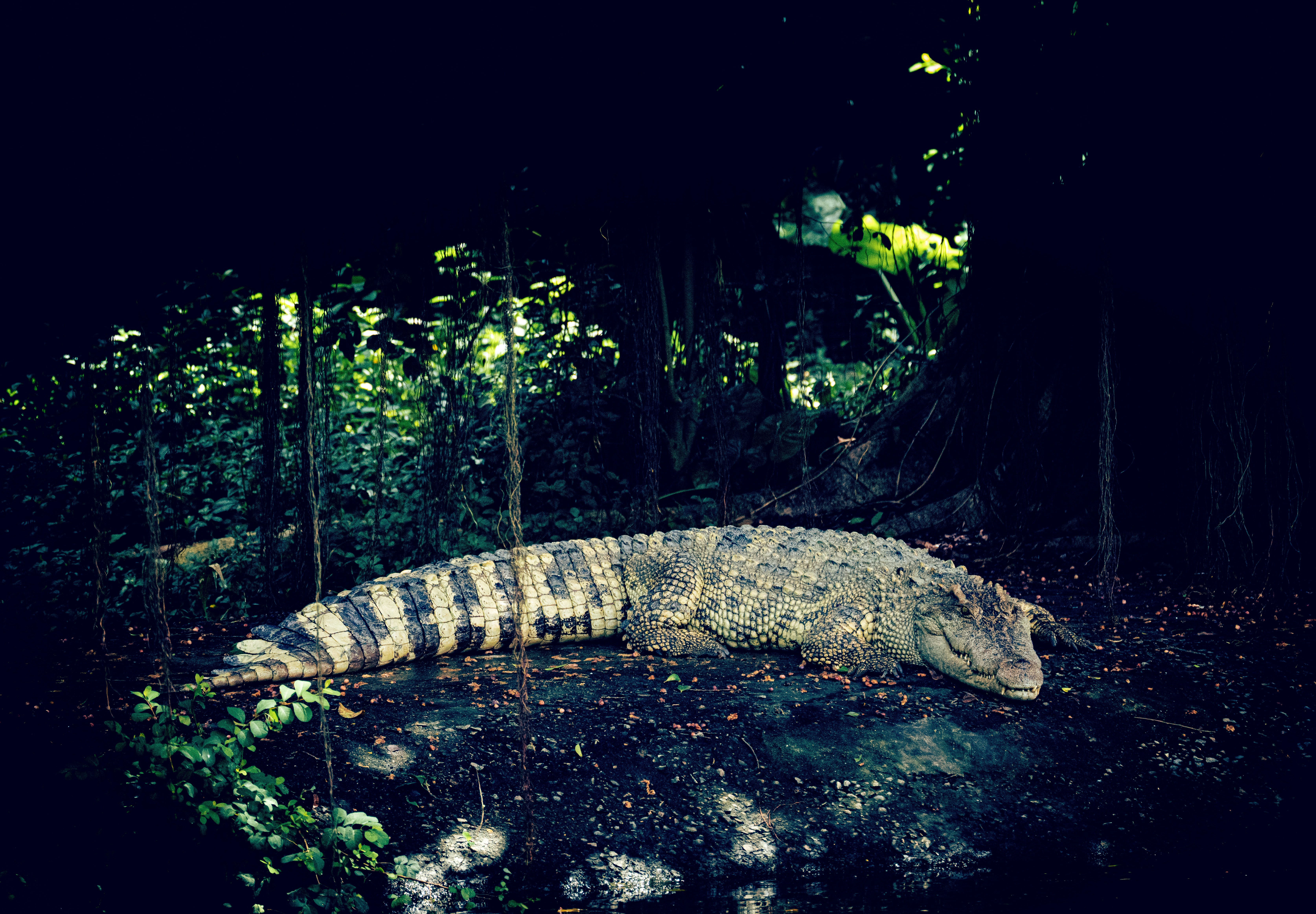 Crocosaurus Cove