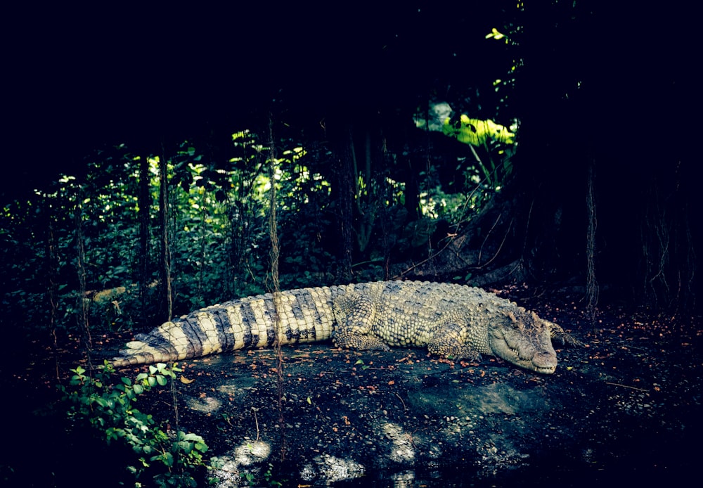 a large alligator laying on top of a lush green forest