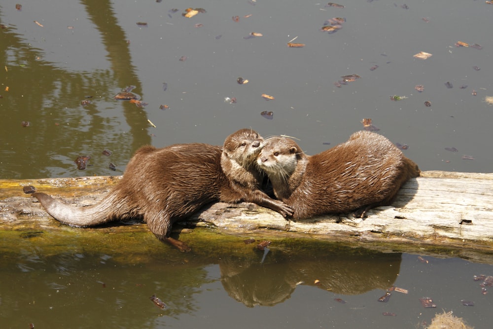 two otters sitting on a log in the water