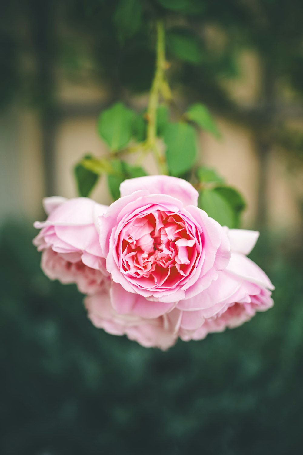 a pink flower with green leaves in the background