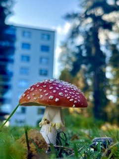 A large red and white spotted mushroom is prominently featured in a natural setting with green grass and foliage. In the background, a blurred, multi-story building is visible along with tall pine trees.