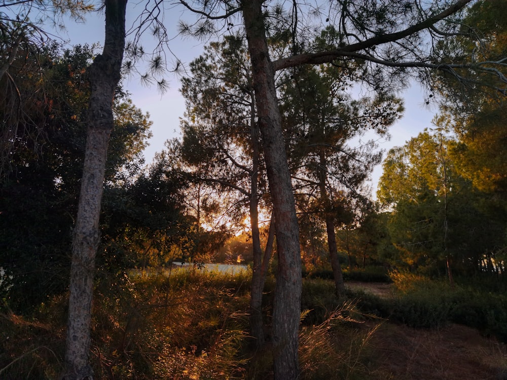 the sun is shining through the trees in the woods