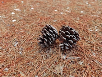 Two pine cones rest on a bed of dried pine needles, with scattered small pieces of debris and natural brown hues dominating the scene.