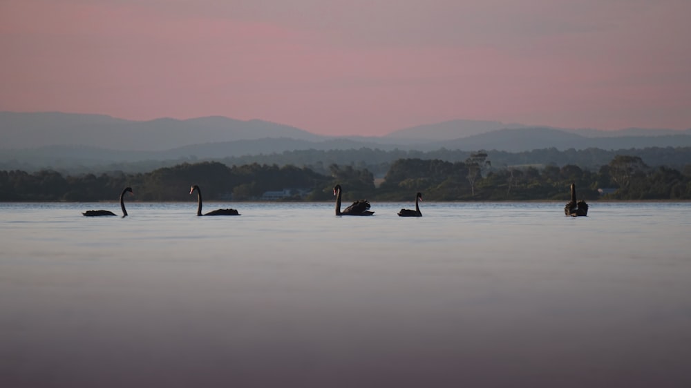 a group of birds floating on top of a lake