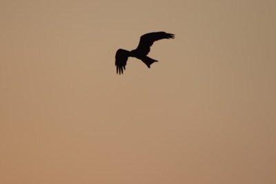 Silhouette of a bird against a glowing sunset, wings stretched wide in effortless motion.