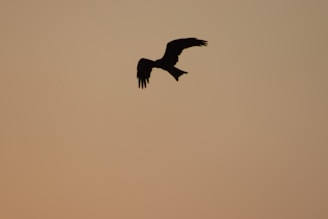 Silhouette of a bird against a glowing sunset, wings stretched wide in effortless motion.