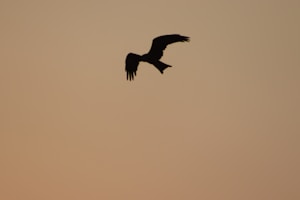 Phoenix Renewal