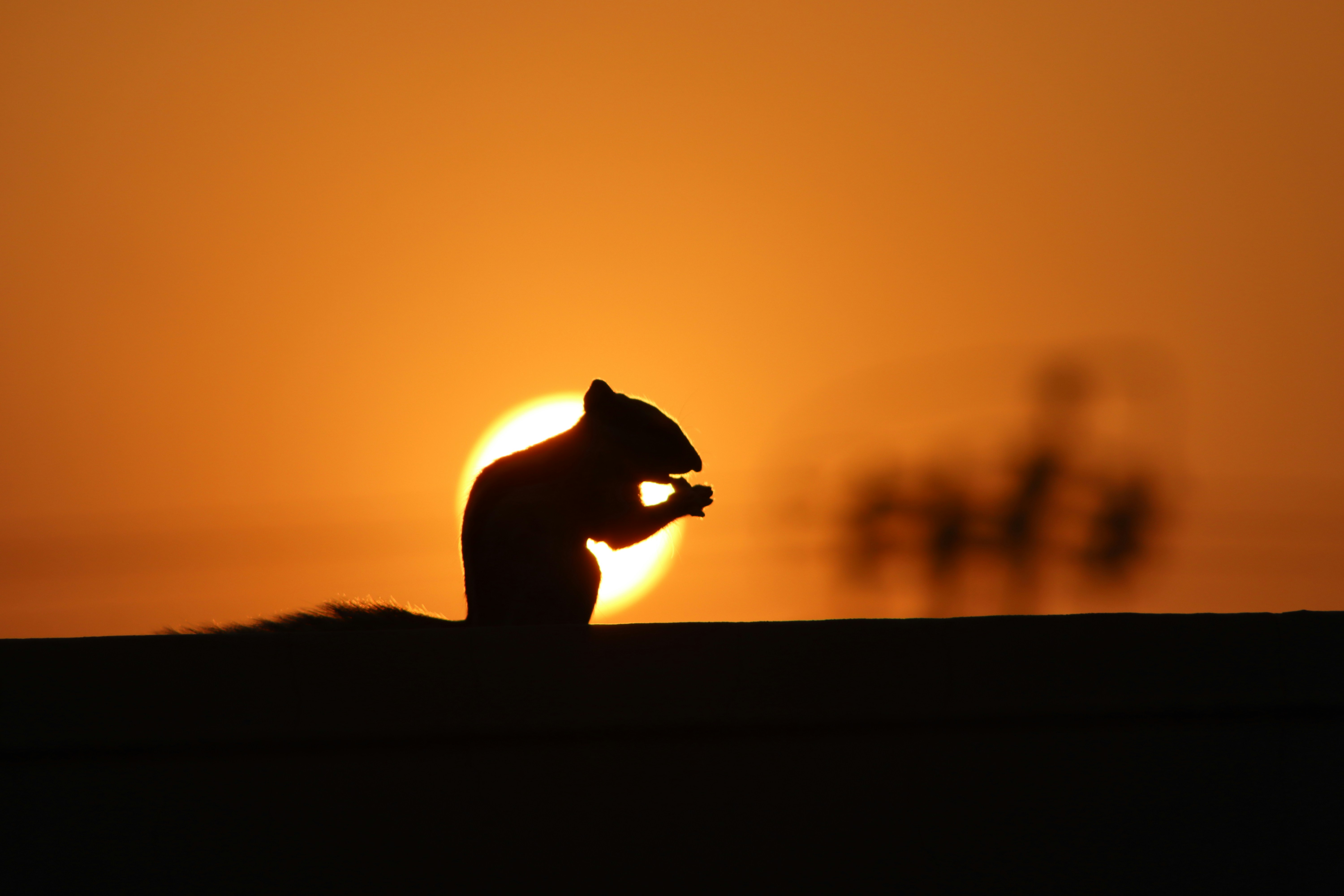 Silhouette of a small mammal perched on a ledge with a blazing sun behind. The warm orange sky and horizon create strong contrast.