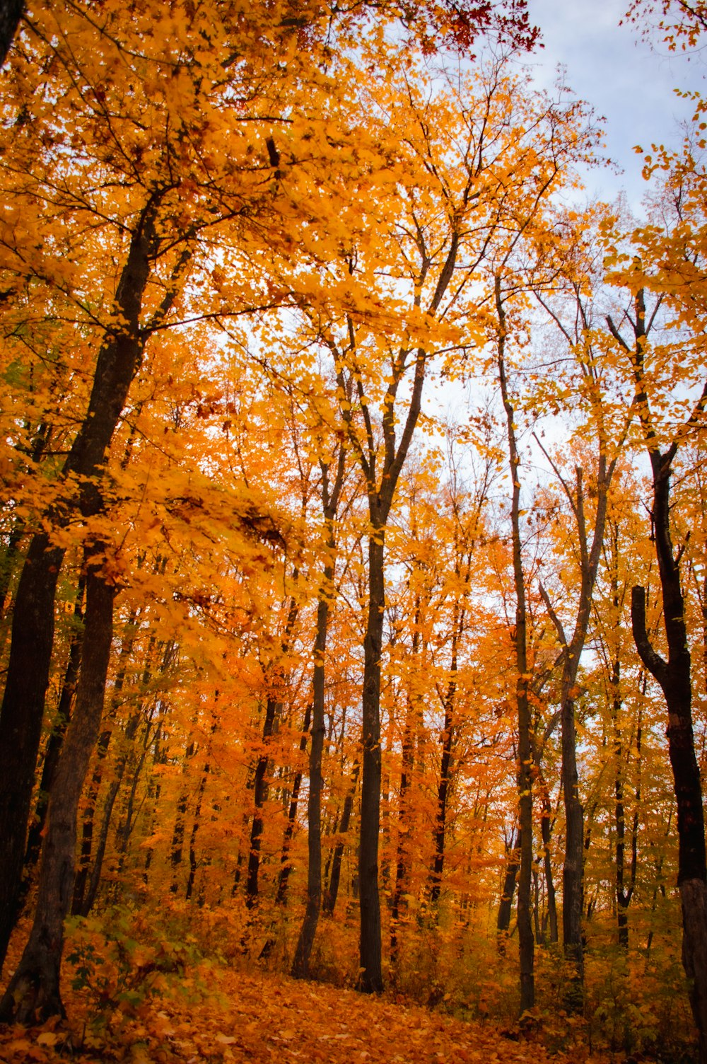 a forest filled with lots of trees covered in yellow leaves