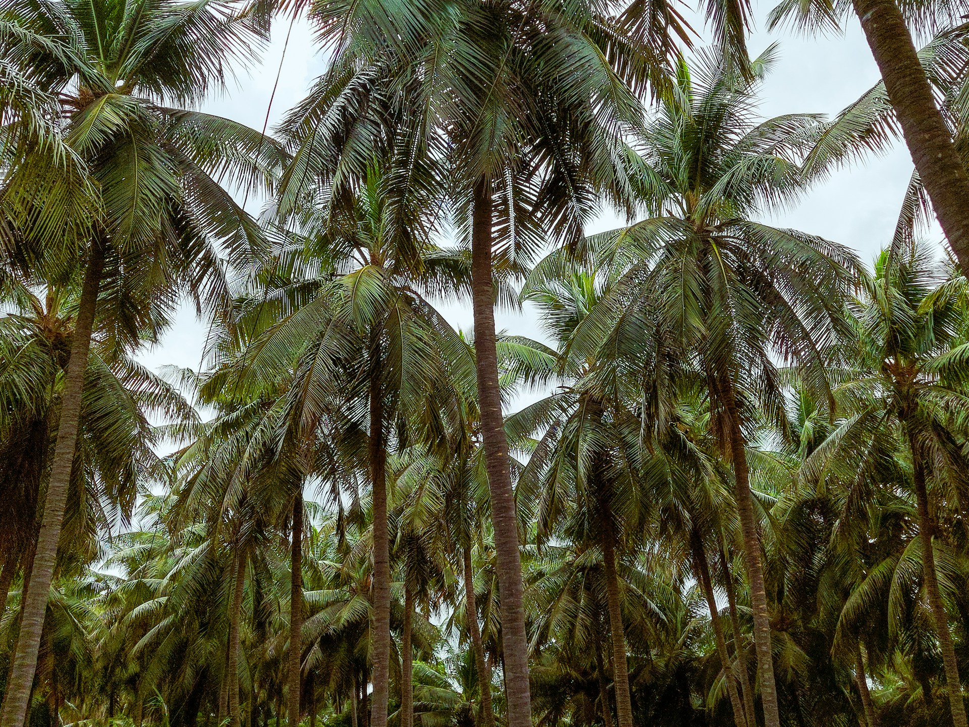 a bunch of palm trees that are next to each other