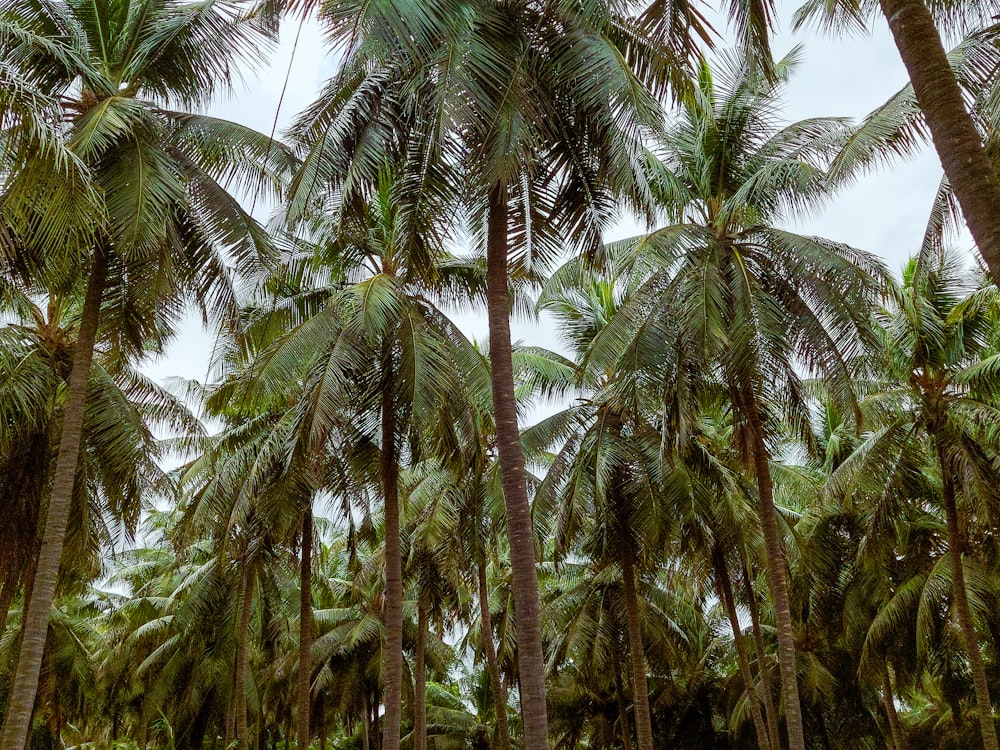 a bunch of palm trees that are next to each other