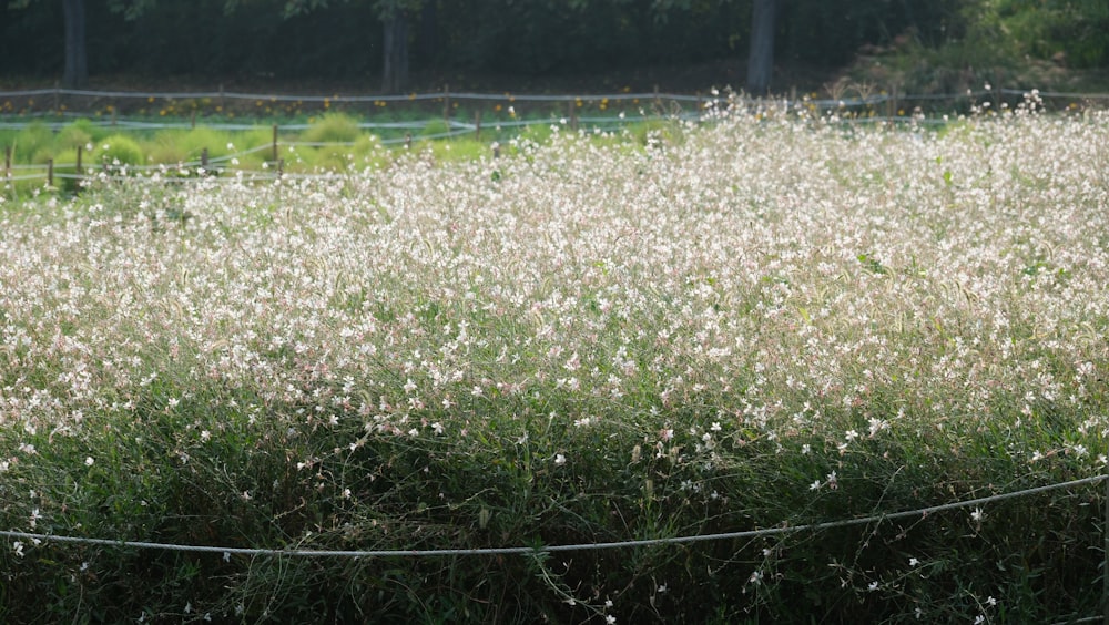 Un campo de flores blancas con una valla en el fondo