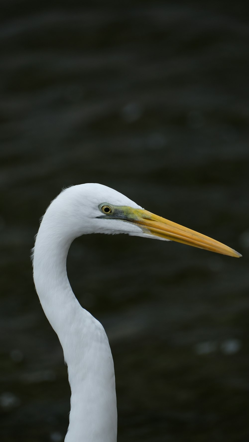 a close up of a white bird with a long neck