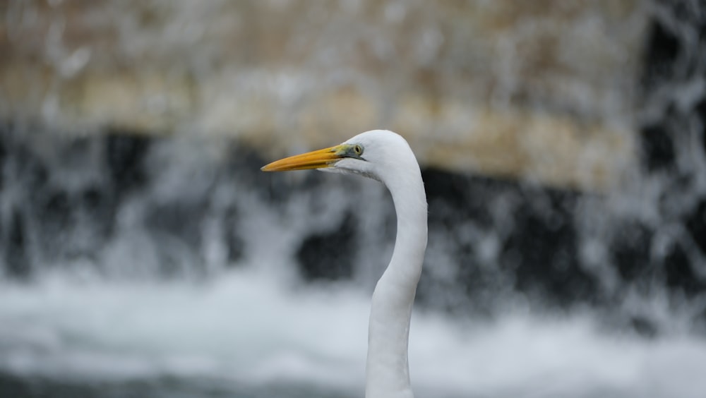 a white bird with a yellow beak standing in front of a waterfall