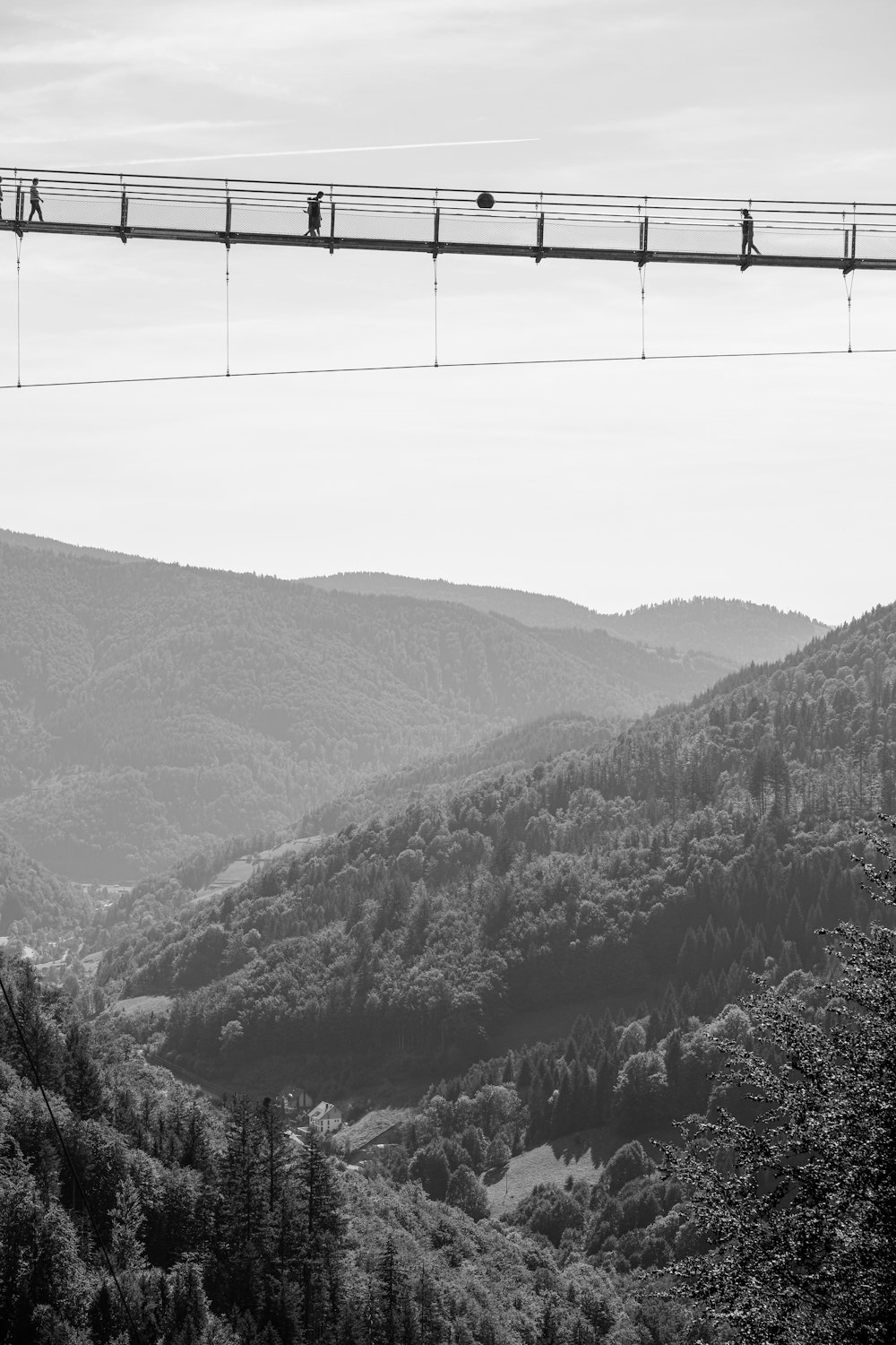 a group of birds sitting on a wire above a forest