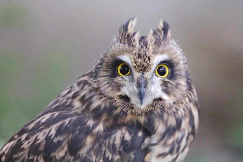 a close up of an owl with yellow eyes