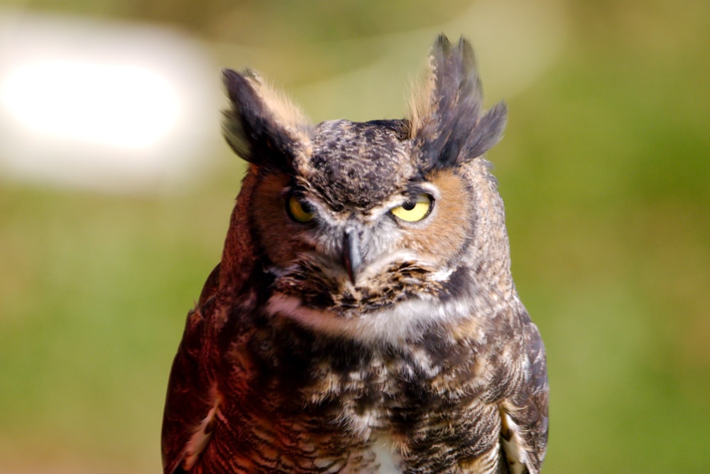 a close up of an owl with a blurry background