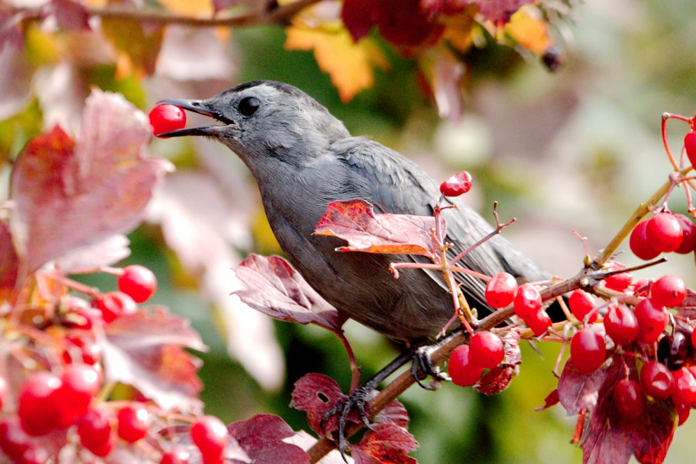 a bird sitting on a branch with berries on it