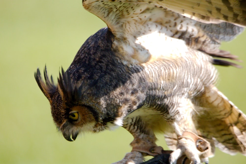 an owl is perched on top of a branch