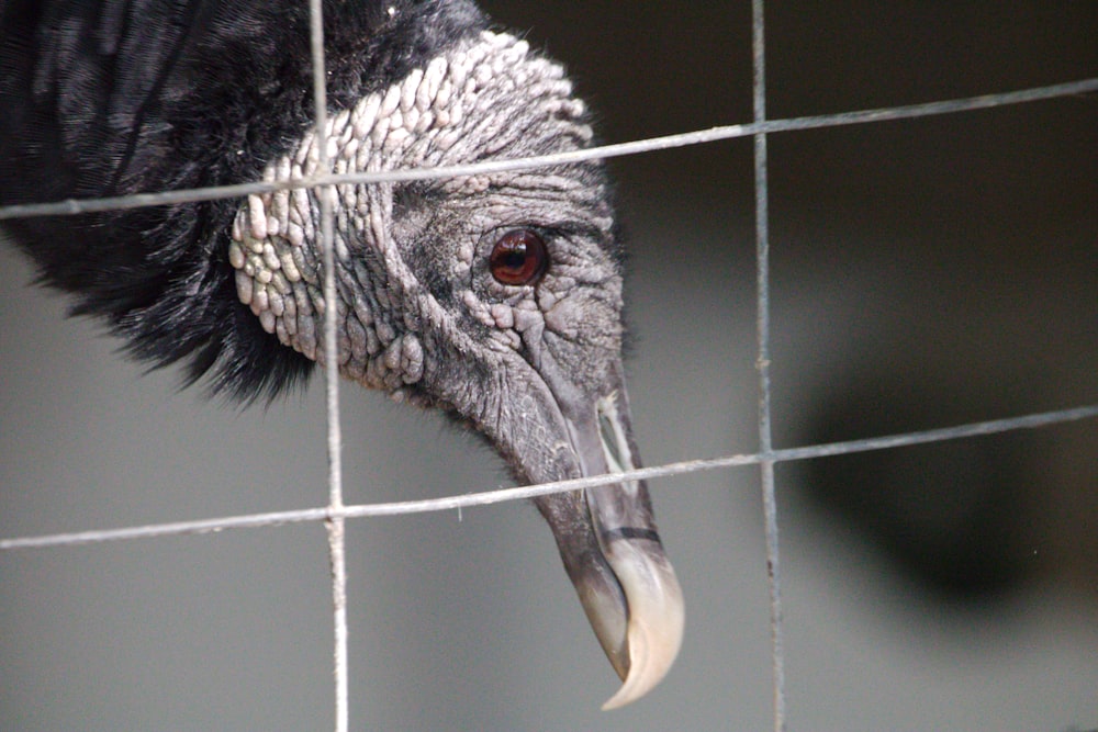 Nahaufnahme eines Vogels hinter einem Zaun