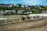 A group of horses with jockeys racing on a dirt track, surrounded by lush greenery and residential buildings in the background. Dust is kicking up from the horses' hooves as they round a bend.