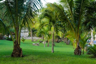 A serene backyard featuring a mix of palms with rich earth-tone mulch.
