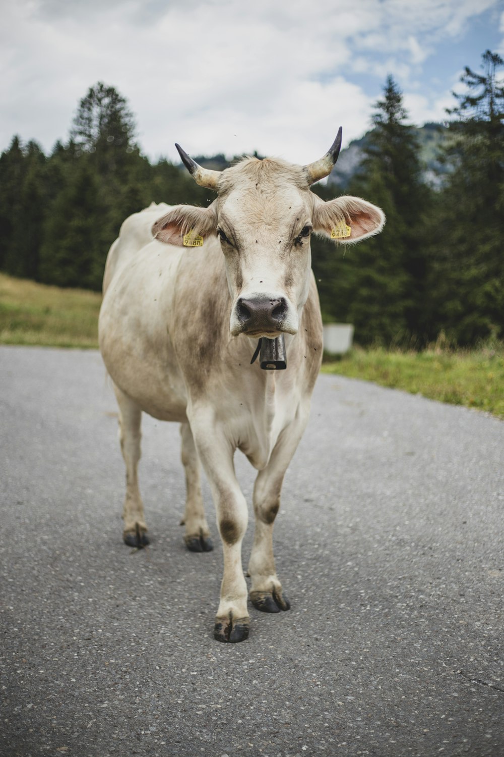 a cow with horns walking down a road